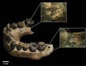 الذكاء الاصطناعى يكشف أن الفهود أكلت وجوه البشر القدماء من مليونى عام