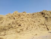 "بدل ما تحرقه استفيد منه".. القليوبية تواجه السحابة السوداء بمنع حرق قش الأرز.. مدير الزراعة: مركز تجميع بالقناطر الخيرية يستقبل جميع المزارعين.. ويؤكد: 6127 فدانا مزروعة بالأرز بالمخالفة بالمحافظة.. صور