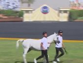 في يوبيلها الذهبي.. أكاديمية الشرطة تستعرض الخيول العربية الأصيلة