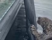 إنقاذ درامى لجاكوار مصاب بطلقات نارية فى نهر بالبرازيل.. فيديو 