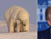 75 مليون دولار مساعدات من ترامب الى الدب القطبى والنمر الثلجى.. اعرف السبب