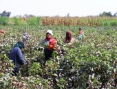 الذهب الأبيض يعود ليتألق.. بهجة الحصاد تملأ حقول القطن فى القليوبية