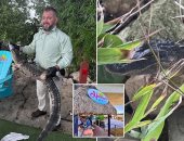 تمساح يحاول اقتحام حانة بفلوريدا.. والشرطة تتدخل لإيقافه.. صور