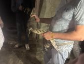 قصة تمساح حدائق الأهرام بعد العثور عليه فى أحد شوارع المنطقة.. إنفوجراف