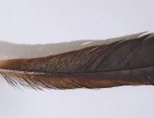 ريشة طائر منقرض تُباع بأغلى سعر فى العالم.. بلغت قيمتها 28 ألف دولار