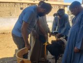 الطب البيطري بسوهاج: تسليم 120 رأس أغنام للمستفيدين بقرى مركز المراغة