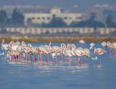 أجمل 11 صورة من محمية أشتوم الجميل بمناسبة اليوم العالمى للطيور المهاجرة