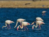 محمية أشتوم الجميل مهبط الطيور المهاجرة