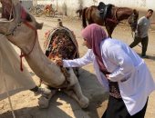 قافلة بيطرية مجانية لعلاج الخيول والجمال فى نزلة السمان.. صور