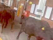 أبقار تُثير فوضى عارمة بعد اقتحامها رصيف القطار جنوب ويلز.. فيديو