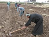 وزارة التموين تبدأ غدا استلام محصول القصب من المزارعين لإنتاج السكر المحلى