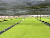 باحث: الزراعة الخضراء المستدامة.. طريق مصر نحو الأمن الغذائى والمائى