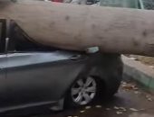 شاهد سقوط مفاجئ لشجرة ضخمة على سيارة بمنطقة الكيت كات