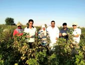 الوادى الجديد أرض الخير والبركة.. افتتاح موسم جنى الذهب الأبيض فى مركز الفرافرة ومعدلاته مبشرة.. حقول إرشادية لتقييم تراكيب وراثية من طبقة أقطان طويل قبلى.. والزراعة تعلن خطة للتوسع فى زراعة القطن.. صور