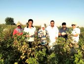 نورت يا قطن النيل.. افتتاح موسم جنى الذهب الأبيض فى مركز الفرافرة ومعدلاته مبشرة