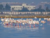 الاحتفال باليوم العالمى للطيور المهاجرة.. طائر أبو منجل يحلق فى سماء أسيوط والبيئة تزيل 18 ألف متر شباك مخالفة.. ومحمية أشتوم الجميل تتألق بتسجيل أكثر من 233 نوعا.. والقائمة الحمراء لليونسكو تضم 2 مليون نوع