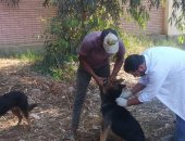 حملة ميدانية لتحصين الكلاب ضد مرض السعار بكفر الشيخ