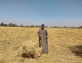 استخدامات قش الأرز.. أحد المزارعين: غذاء جيد للماشية والفدان بـ3 آلاف جنيه