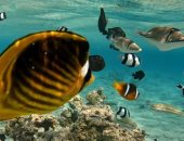 القلعان.. جنة مجهولة فى قلب محمية وادى الجمال.. موطن للسلاحف والدوجونج.. ويعشقها محبى السنوركلنج.. وغابات المانجروف الكثيفة تمثل حياة للكائنات البحرية الصغيرة.. صور 