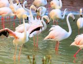 لقطات بديعة لطائر الفلامنجو خلال هجرته لمصر