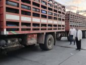 ضبط 1100 أسطوانة غاز منزلى قبل بيعها بالسوق السوداء فى دمياط