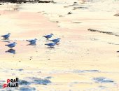 أسراب الطيور المهاجرة ترسم لوحاتها فوق مياه بحيرة قارون