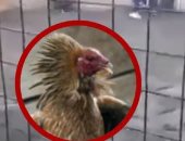 ديك يقتل صاحبه فى مصارعة ببيرو ويشعل الجدل على مواقع التواصل.. فيديو 