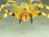 الأكثر سمية فى العالم.. عنكبوت يختبأ فى شحنات الموز ويسبب الرعب فى الأرجنتين