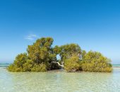 القلعان.. جنة خفية في قلب محمية وادي الجمال بالبحر الأحمر