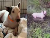 تبرئة أمريكى من تهمة التخلى عن كلبه أثناء الإعصار بعد غياب الأدلة القاطعة