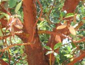 شجرة القُطلب.. سرّ نبات يغيّر لونه ويثمر فى غير أوانه.. تغير جذورها كل عام وثمارها أشواك تتكاثر بعد الجفاف.. وتزدهر فى الخريف وفاكهتها تشبه التوت بطعم المشمش وتسمى شجرة الفراولة.. وغذاء للطيور والدببة والغزلان