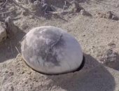 من بيضة ديناصور لذبابة متحجرة.. عام 2025 يكشف أسرارا تعود لملايين السنين