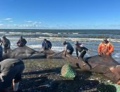 الرزق كتير.. رحلات الصيد فى بورسعيد تحمل الخير للصيادين.. صور