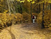 الأشجار الذهبية تخطف الأنظار.. فصل الخريف يزين حدائق روسيا 