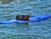 لصوص لكن ظرفاء.. ثعالب البحر تسرق ألواح التزلج فى كاليفورنيا