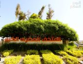 زهور ونباتات نادرة.. تشجير محيط المتحف المصرى الكبير استعدادا للافتتاح
