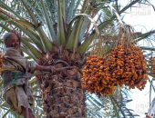 موسم حصاد البلح يودع الغيطان