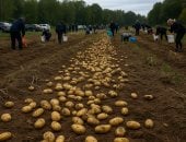 بطاطس بالمجان.. كذبة فيسبوك تحول قرية بولندية إلى ساحة نهب جماعى