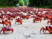 الطوفان الأحمر يغزو شوارع جزيرة كريسماس الأسترالية.. فيديو