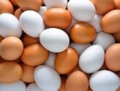 البيضة البلدى بكام؟.. تعرف على أسعار البيض بالمزارع والأسواق بكفر الشيخ
