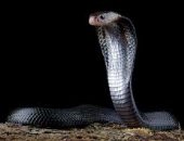 بول الثعابين والزواحف يساعد في علاج حصوات الكلى والنقرس.. دراسة توضح