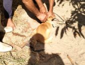 بيطرى كفر الشيخ: حملات لتحصين الكلاب ضد مرض السعار بـ3 مراكز