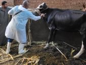 بيطرى القليوبية يطلق حملة تحصين المواشى ضد الحمى القلاعية والوادى المتصدع