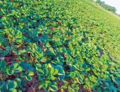 انطلاق موسم زراعة الفراولة بالقليوبية.. 7 آلاف فدان تزرع بالمحصول الذهبي.. ومزارعون: الشتلات المصرية المستنبطة نافست الأوربية المستوردة.. الموسم بالنسبة للأهالى عيد.. والكل بيرزق وبيشتغل.. صور