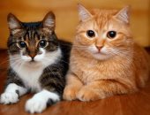 زوج تركى يوافق على دفع نفقة القطط لمدة تصل إلى 10 سنوات بعد الطلاق