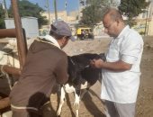 بيطرى الغربية: بدء تنفيذ الحملة الثالثة لتحصين الماشية ضد الحمى القلاعية