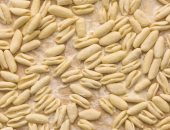 يوم المكرونة العالمى.. اعرف اسم وحكاية أغرب 5 أشكال للباستا 