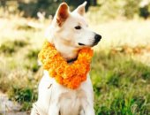 كوكور تيهار مهرجان نيبالى لتكريم الكلاب وتدليلها والإشادة بروحها النبيلة