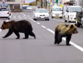 أطفال يتعرضون لهجوم دب خلال رحلة مدرسية بكندا.. وبطولة المعلمين تنقذهم