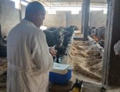 طب بيطري كفر الشيخ: تحصين 20 ألف رأس ماشية من الحمى القلاعية والوادي المتصدع